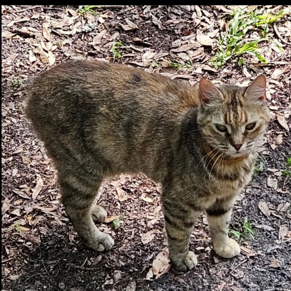 LIVE SHOW NOTIFICATION @jems_menagierie - Picture 4 of 11